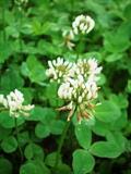 Trifolium Repens